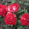 Ruby Star